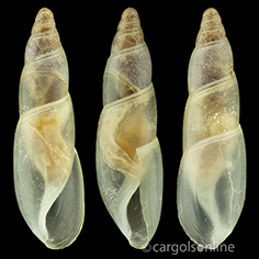 IMG_detallada/Cecilioides (Cecilioides) acicula.jpg